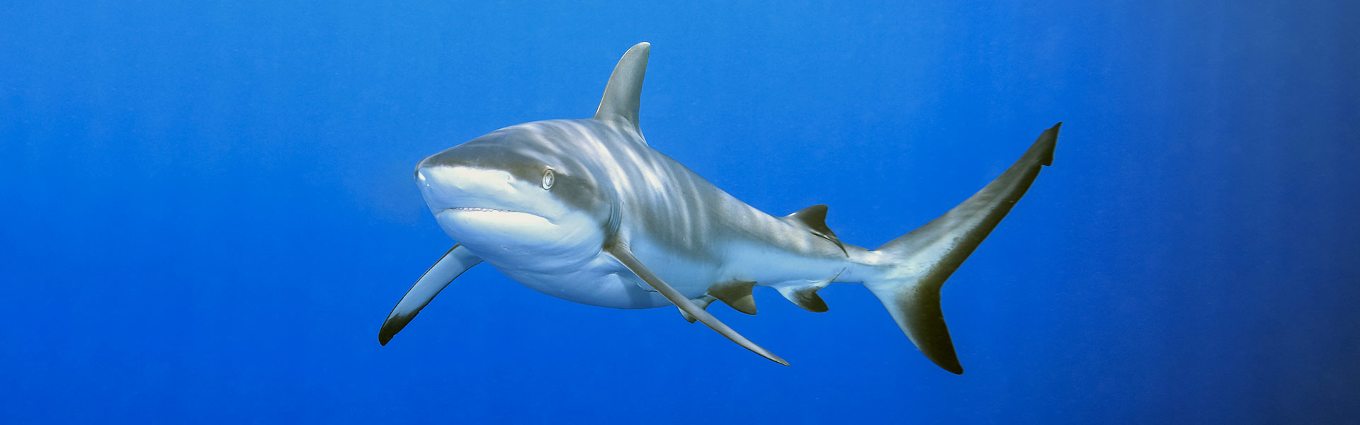 Grey Reef Sharks: Discovering the Intriguing World of These Graceful Predators